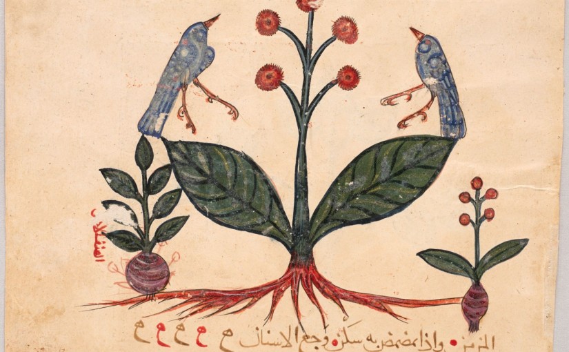 Meet the Objects: Folio of Dioscorides’ Materia Medica